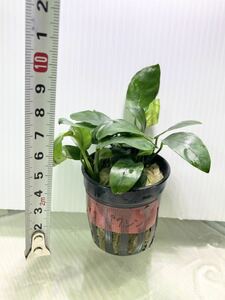 アヌビアス ナナ パクシン1POT 水草 陰性水草 (検索 クリプトコリネ 植物 ロタラ 熱帯魚 水槽 ADA シュリンプ ブセファランドラ コリドラス