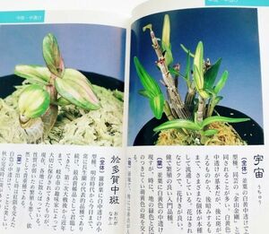 本 長生蘭図鑑セッコク石斛長生蘭銘鑑200種写真解説栽培方法葉芸柄物花物斑入り東洋蘭飴矢縞覆輪於多賀中斑犬丸胡蝶富貴蘭風蘭山野草春蘭他