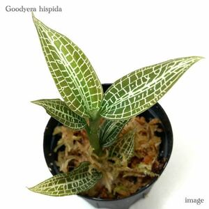 グッディエラ ヒスピダ (ジュエルオーキッド 宝石蘭 Goodyera hispida)