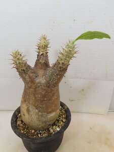 5271 「塊根植物」パキポディウム エニグマティクム 植え【発根・Pachypodium enigmaticum・多肉植物】