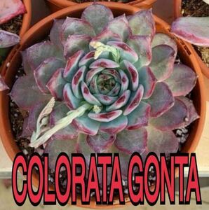 colorata gonta 種子　50粒　ゴンタ　コロラータ　多肉植物　エケベリア　ゴンザレス苗
