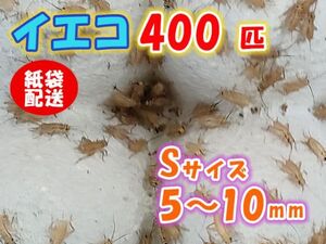 ヨーロッパイエコオロギ イエコ Sサイズ 5mm～10mm 紙袋配送 400匹 生餌 死着保証10% 爬虫類 両生類 トカゲ カエル [3697:gopwx]