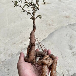  【Lj_plants】Q834 厳選 オペルクリカリア パキプス／実生株 Operculicarya pachypus 発根済み 特選丸株 厳選極上美株