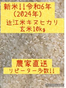 新米　2024年収穫　(令和6年産）近江米キヌヒカリ玄米10kg