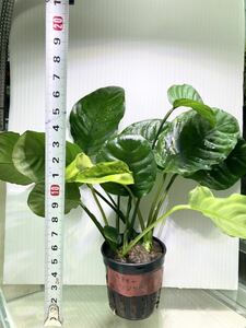 アヌビアス バルテリー リンクルリーフ1POT 水草 陰性水草　 (検索 コリドラス 植物 ロタラ 熱帯魚 水槽 ADA シュリンプ ブセファランドラ