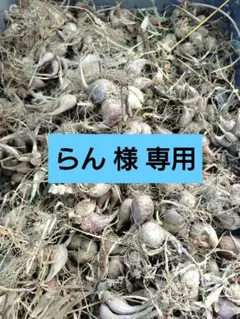 小ネギの球根