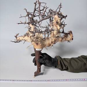 659 Commiphora kataf pure コミフォラ カタフ ピュア　ベアルート株