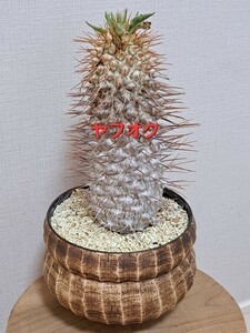 ②パキポディウム　ナマクアナム×toubou kibi Pachypodium namaquanum　自根　光堂 砥部焼　８Labo【検】グラキリス　パキプス　ミラビレ