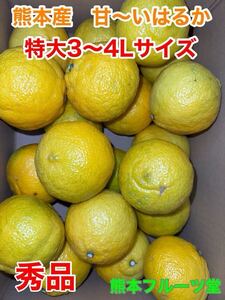 【早くも入荷】サプライズな甘さ！即発送！熊本産 【はるか】特大サイズ秀品約5k熊本フルーツ堂87