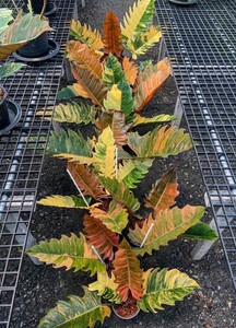 フィロデンドロン　キャラメルマーブル　バリエガータ　tissue culture Philodendron Caramel Marble Variegata 【¨HEIAN¨】