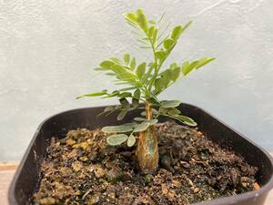 1円売切り！Y3.センナ メリディオナリス Senna meridionalis 実生　 同梱可！