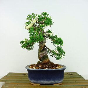 盆栽 真柏 樹高 約19cm しんぱく Juniperus chinensis シンパク ジン シャリ ヒノキ科 常緑樹 観賞用 小品 現品