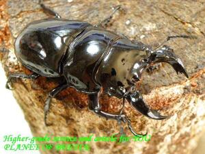 PLANET OF BEETLE3/26南西Ediki Mbonge産天然レギウス♂57mm♀47mm完品ペア