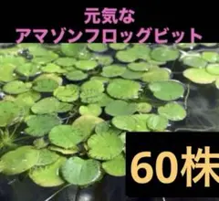 アマゾンフロッグビット(psb 光合成細菌　アナカリス　ホテイアオイ　メダカ鉢