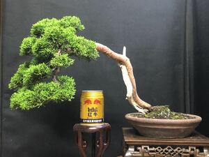 [夢のある盆栽]真柏/シンパク/松/BONSAI