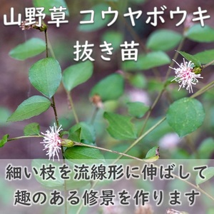 山野草 コウヤボウキ 抜き苗1株 小苗 茶花や玉箒にも ドライフラワー グランドカバー 根付き 宿根草 園芸 ガーデニング