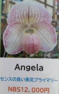 【北軽ガーデン】＊パフィオ＊Paph.Angela＊プライマリー交配種＊アンジェラ＊良花が非常に多い良交配＊ニビウムの子＊