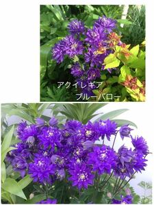 西洋オダマキ　花の種　ブルーバロー　25粒