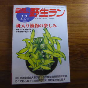 ＹＮ1-240910☆自然と野生ラン 2009年 12月号