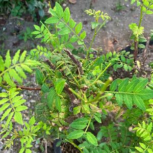 山椒の葉新芽