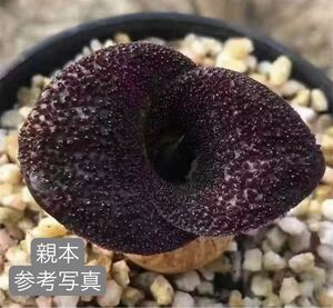 89 多肉植物 Hyacinthaceae massonia pustulata 3本　自家繁殖　抜き苗発送