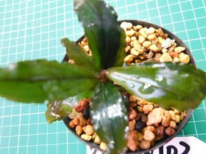 ◎2654TN102　 (自家栽培）水草　ブセファランドラ　Bucephalandra sp. コッパーリーフ②