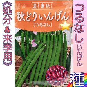 《来季用&処分セール》出品限り【11粒】秋どりいんげん　つるなし　(①②)　すじなし　極早生　送料73円〜