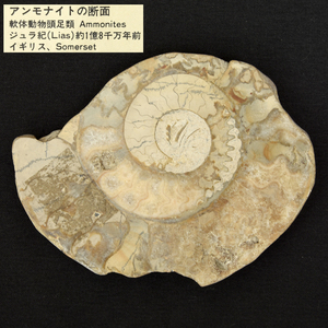 化石 アンモナイト 断面 Ammonites ジュラ紀 約1億8千万年前 Lias W9.3×H7.2㎝ 天然 鉱物 イギリス ノジュール 英国　　z4203o