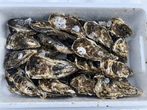 北海道　知内産　生食用　牡蠣　カキ　20個　Lサイズ