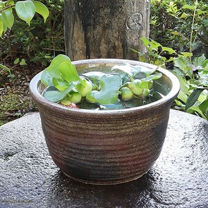 金魚鉢 信楽焼 陶器製 趣ある茶色の睡蓮鉢 お洒落 インテリア 庭園 お庭 和風 情緒溢れる 日本の夏 風情 ペット用品 ガーデニング 浮き輪