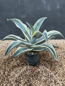 Agave gypsophila variegata 