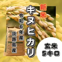 令和6年産  キヌヒカリ   新米　玄米 5キロ 淡路島産　　　5kg