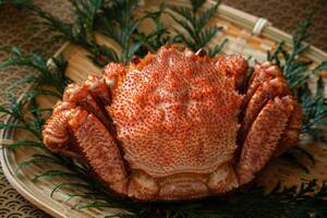 北海道産 フレッシュ 活毛蟹 (約400g×4尾) 堅蟹★ 毛ガニ 毛がに けがに 活 毛蟹 函館 かにみそ