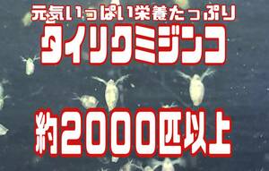 【小さな絆メダカ】クール便発送　自家培養の元気いっぱい栄養たっぷりのタイリクミジンコ　約２０００匹以上　めだか等のエサに