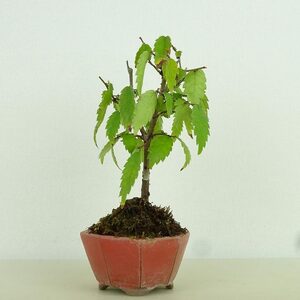 盆栽 欅 樹高 約9cm けやき Zelkova serrata ケヤキ 紅葉 ニレ科 ケヤキ属 落葉樹 観賞用 小品 現品