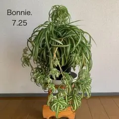 【大型】オリヅルラン ボニー Bonnie 【鉢ごと発送・匿名発送】