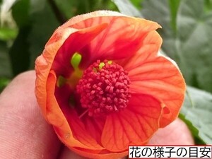 【花の館オリジナル　アブチロン】　オレンジショコラ　苗