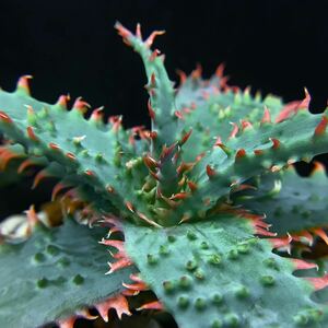 Aloe 