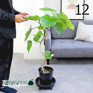 【現品】フィカス・ウンベラータ 曲がり 7号 黒鉢（12）Ficus umbellata