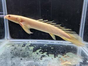 PURE熱帯魚★ 即決！ポリプテルス ロングフィンアルビノセネガルス 1匹 長いヒレと赤い目が特徴的！飼育もしやすいです。