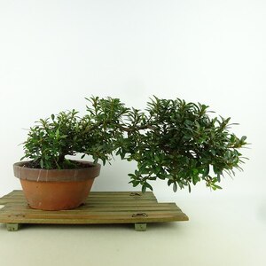 盆栽 皐月 晃光 樹高 上下 約13cm さつき Rhododendron indicum サツキ ツツジ科 常緑樹 観賞用 小品 現品