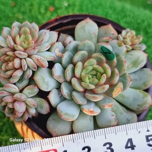 1225発送-G007 錦雀 エケベリア 多肉植物 韓国苗