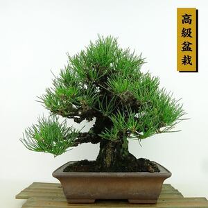 盆栽 松 黒松 樹高 約24cm くろまつ 高級盆栽 Pinus thunbergii クロマツ マツ科 常緑針葉樹 観賞用 現品