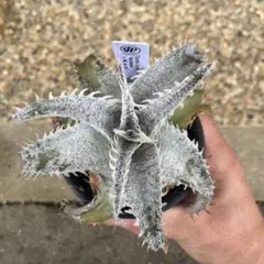 Dyckia ‘Hok Master’ x ML var.Bill