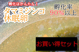 レターパック便【送料無料】10セット　お買い得パック　タマミジンコ 休眠卵 40,000匹相当（約20,000個）×10セット メダカ ミジンコ　