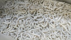 [海の棚　即買]　新物! 兵庫県産 釜揚げしらす 大量 2 kg 入り