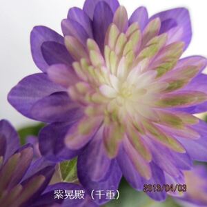 雪割草　銘品　紫晃殿　千重咲　2芽