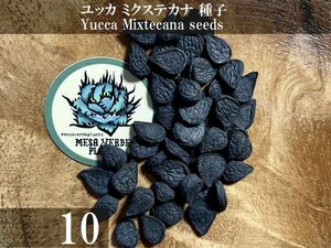 ユッカ ミクステカナ 種子 10粒+α Yucca Mixtecana 10 seeds+α 種