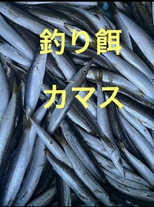 釣り餌用　カマス　1kg （1kgあたりだいたい10尾入り）