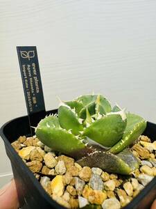 【ever plants】Agave titanota Dennis000（達摩）デニス000、チタノタ、オテロイ、発根済み、